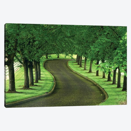 Tree Lined Road II Canvas Print #DEN1056} by Dennis Frates Canvas Print