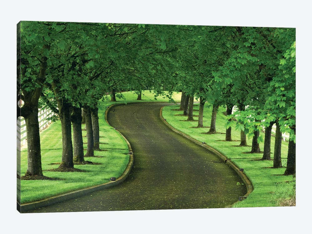 Tree Lined Road II by Dennis Frates 1-piece Canvas Artwork