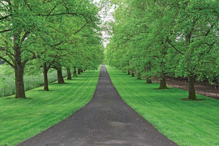 Tree Lined Road III