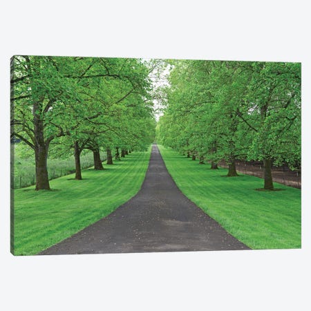 Tree Lined Road III Canvas Print #DEN1057} by Dennis Frates Art Print