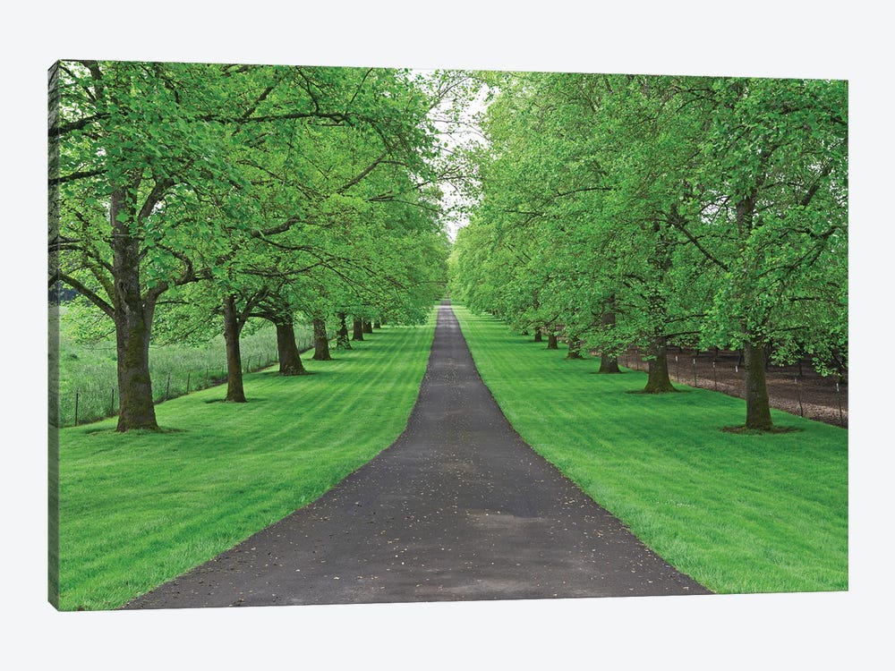 Tree Lined Road III by Dennis Frates 1-piece Canvas Art Print