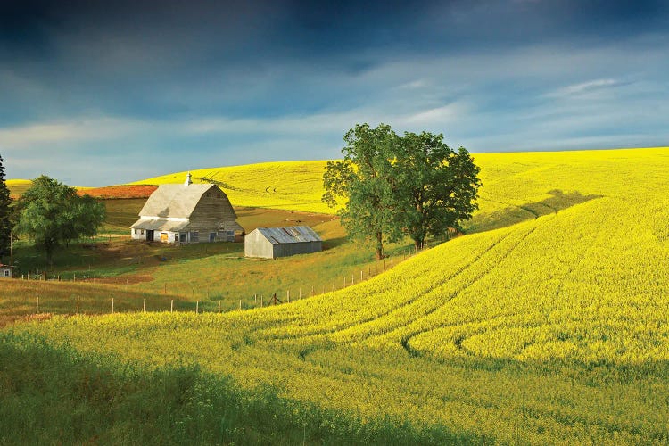 Canola Field II