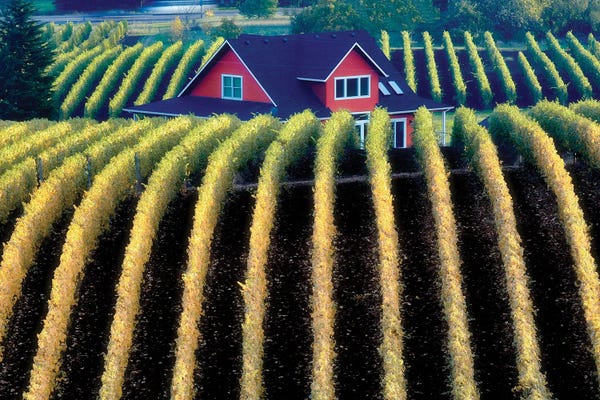 Vineyards: Autumn Vineyard by Dennis Frates