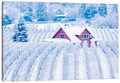 Winter Vineyard Canvas Art Print - Vineyard Art