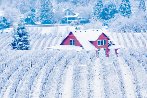 Vineyards: Winter Vineyard by Dennis Frates