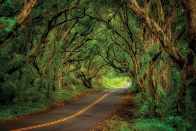 Tree Covered Road by Dennis Frates canvas print
