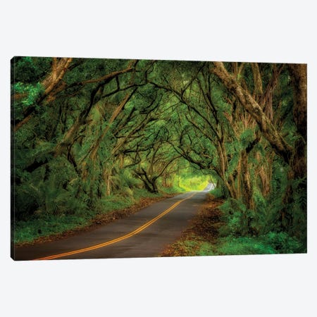 Tree Covered Road Canvas Print #DEN1087} by Dennis Frates Canvas Artwork