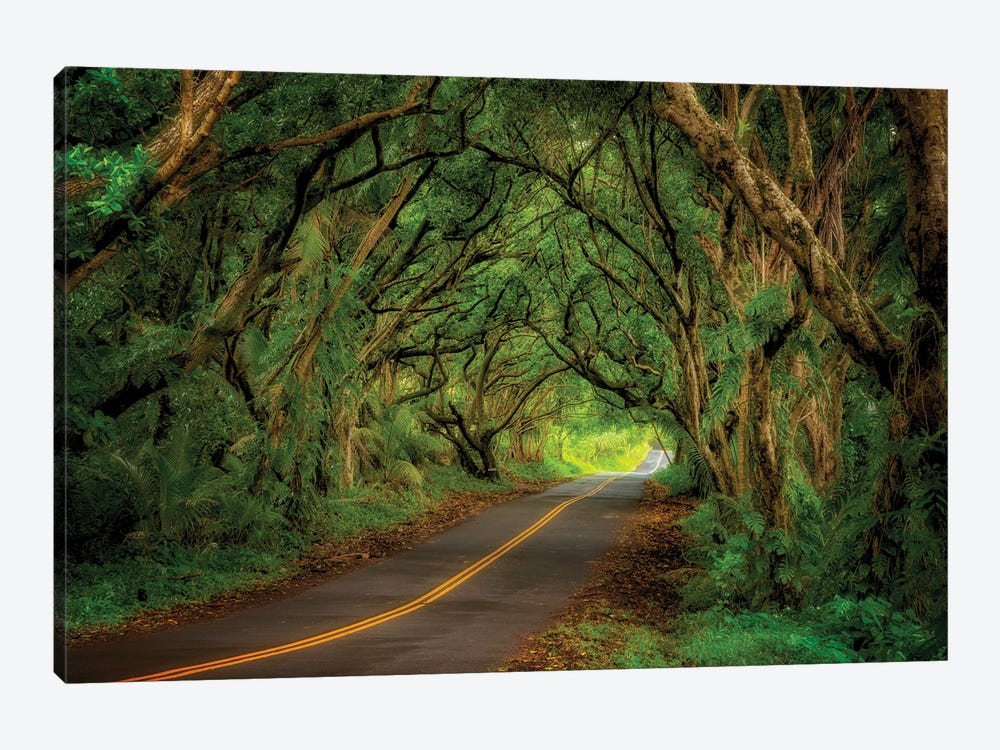 Tree Covered Road by Dennis Frates 1-piece Canvas Art
