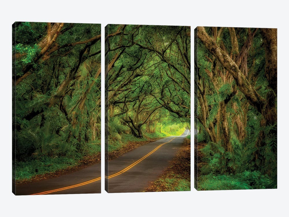 Tree Covered Road by Dennis Frates 3-piece Canvas Wall Art