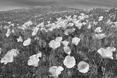 Poppy Field by Dennis Frates multi panel art