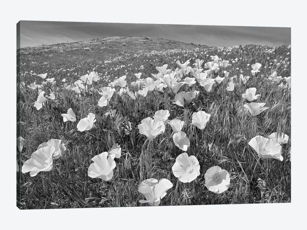 Poppy Field by Dennis Frates 1-piece Canvas Artwork