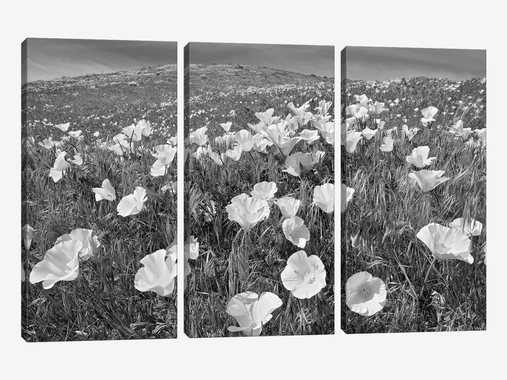 Poppy Field by Dennis Frates 3-piece Canvas Artwork