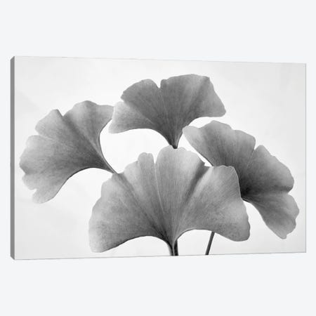Ginko Leaves Canvas Print #DEN1148} by Dennis Frates Canvas Wall Art