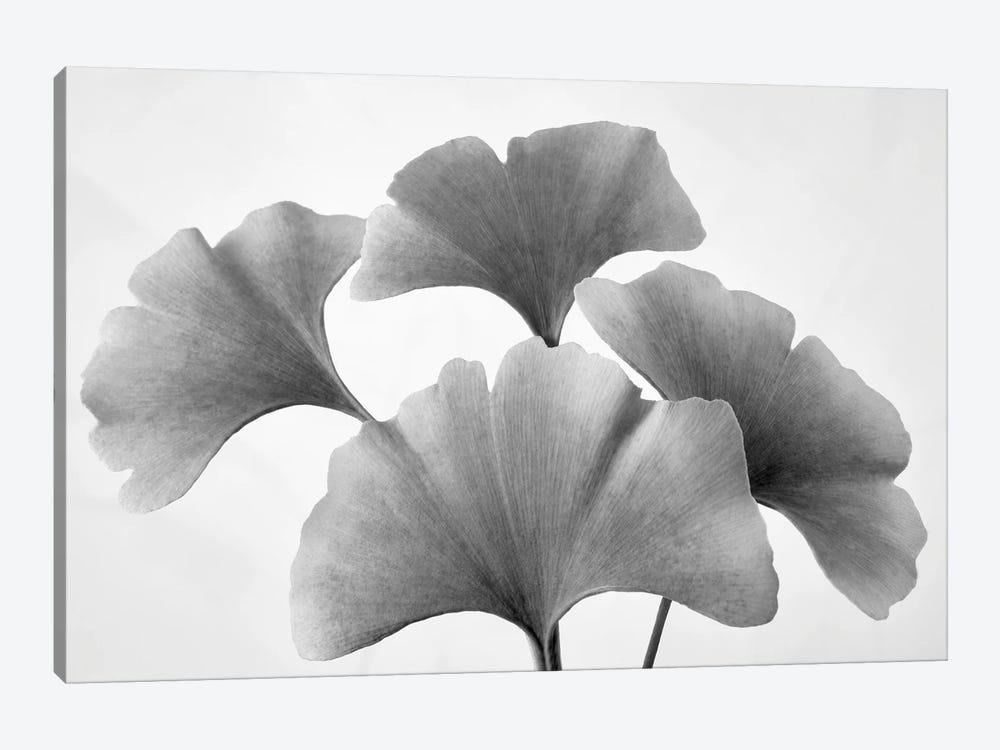 Ginko Leaves by Dennis Frates 1-piece Canvas Wall Art