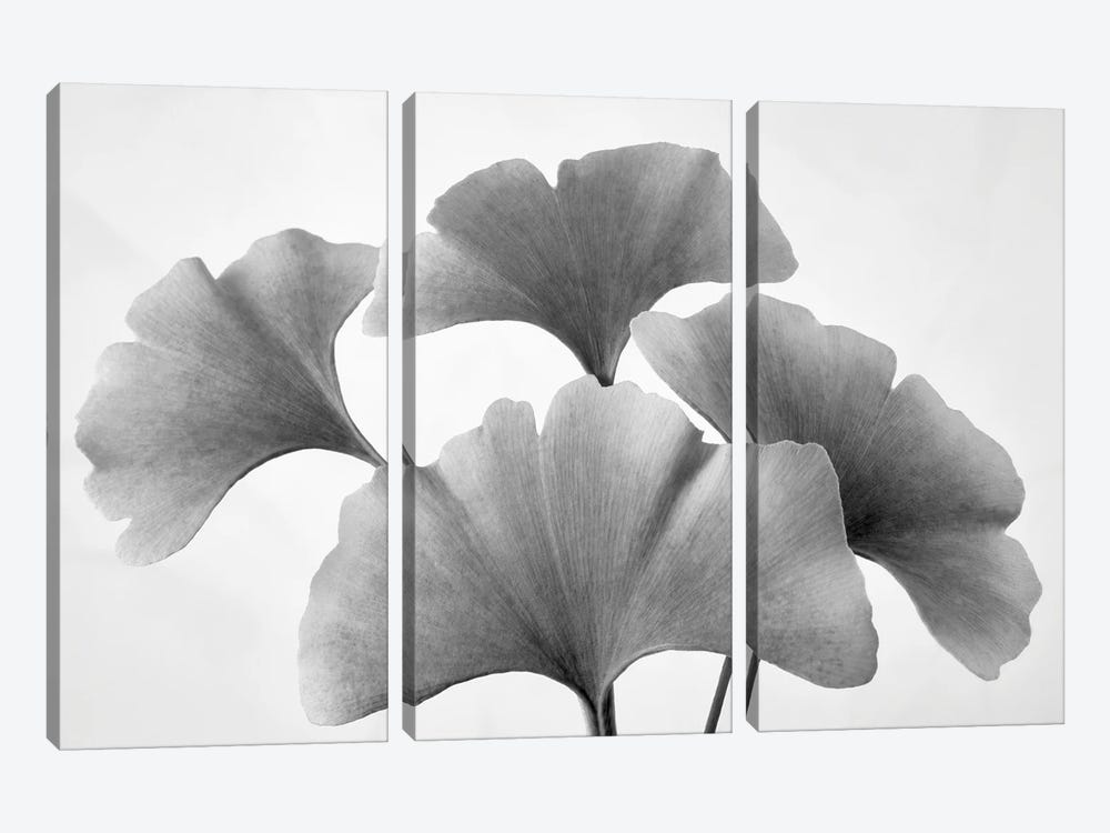 Ginko Leaves by Dennis Frates 3-piece Canvas Artwork