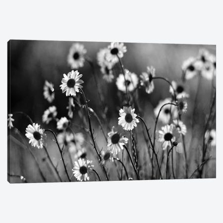 Morning Daisies Canvas Print #DEN1153} by Dennis Frates Canvas Print