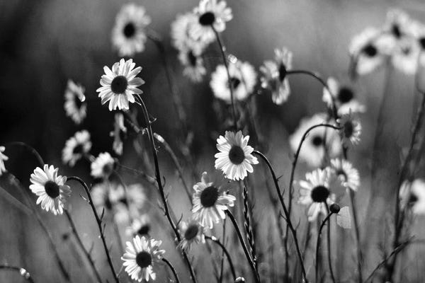 Daisies: Morning Daisies by Dennis Frates