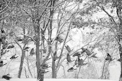 Canvas Print: Winter Geese by Dennis Frates - thumbnail