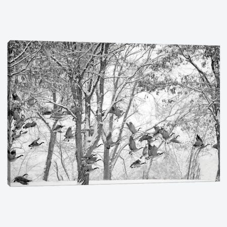 Winter Geese Canvas Print #DEN1154} by Dennis Frates Canvas Artwork