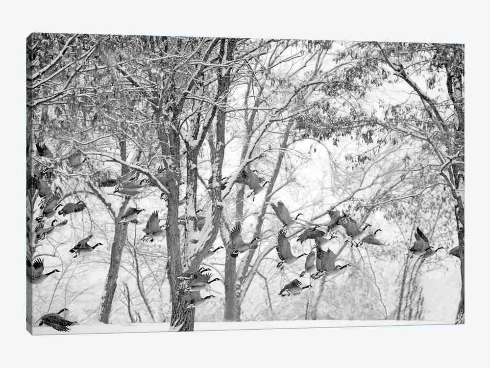 Winter Geese by Dennis Frates 1-piece Canvas Print