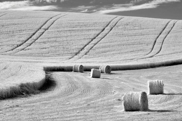 Harvest Time