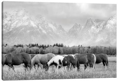 Teton Horses II Canvas Art Print - Rocky Mountain Art Collection - Canvas Prints & Wall Art