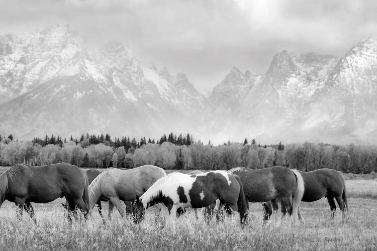 Teton Horses II