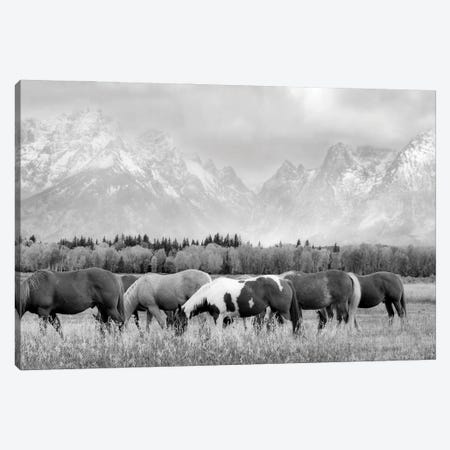 Teton Horses II Canvas Print #DEN1160} by Dennis Frates Canvas Wall Art