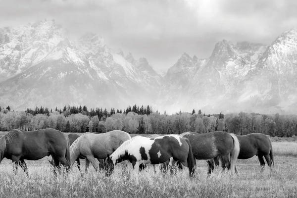 Teton Range: Teton Horses II by Dennis Frates