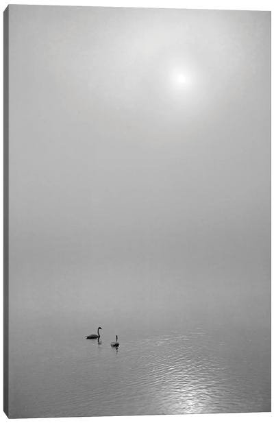 Swan Sunrise Canvas Art Print - Swan Art