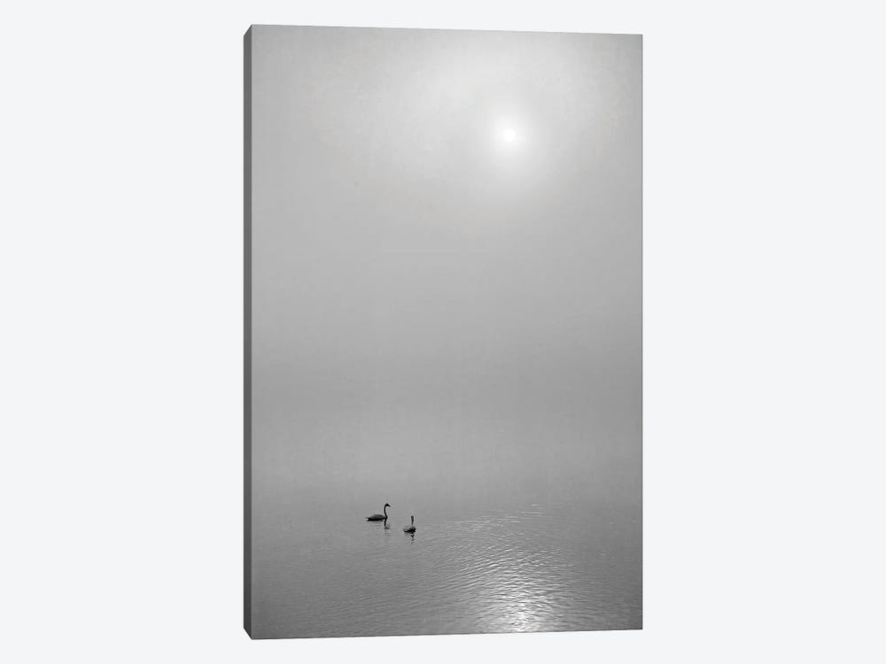 Swan Sunrise by Dennis Frates 1-piece Canvas Art Print