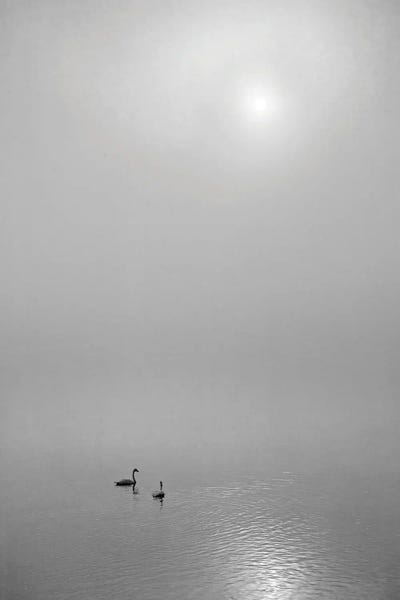 Swan Sunrise