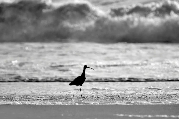 Sandpiper