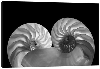 Sea Shell Duo Canvas Art Print - Sea Shell Art