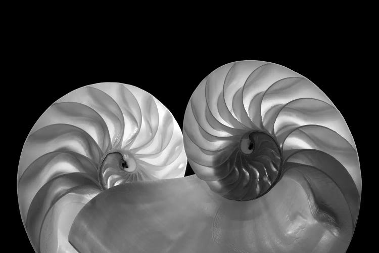 Sea Shell Duo