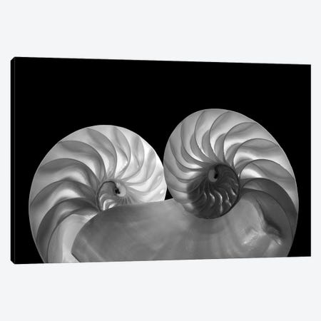 Sea Shell Duo Canvas Print #DEN1166} by Dennis Frates Canvas Print