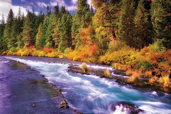 Evergreen Trees: Fall Stream by Dennis Frates
