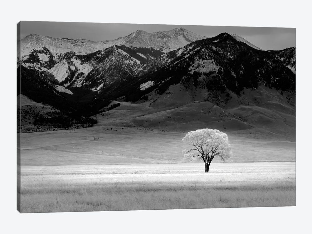 Lone Tree IV by Dennis Frates 1-piece Canvas Artwork