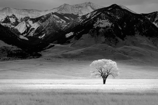 Lone Tree IV