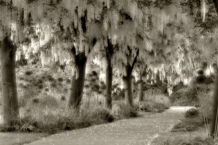 Flower Lined Path by Dennis Frates wall art