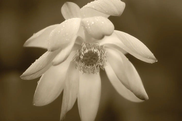 Lily Close Up by Dennis Frates wall art