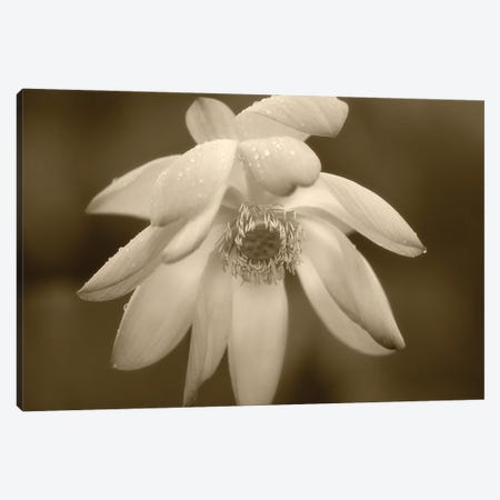 Lily Close Up Canvas Print #DEN1181} by Dennis Frates Canvas Wall Art