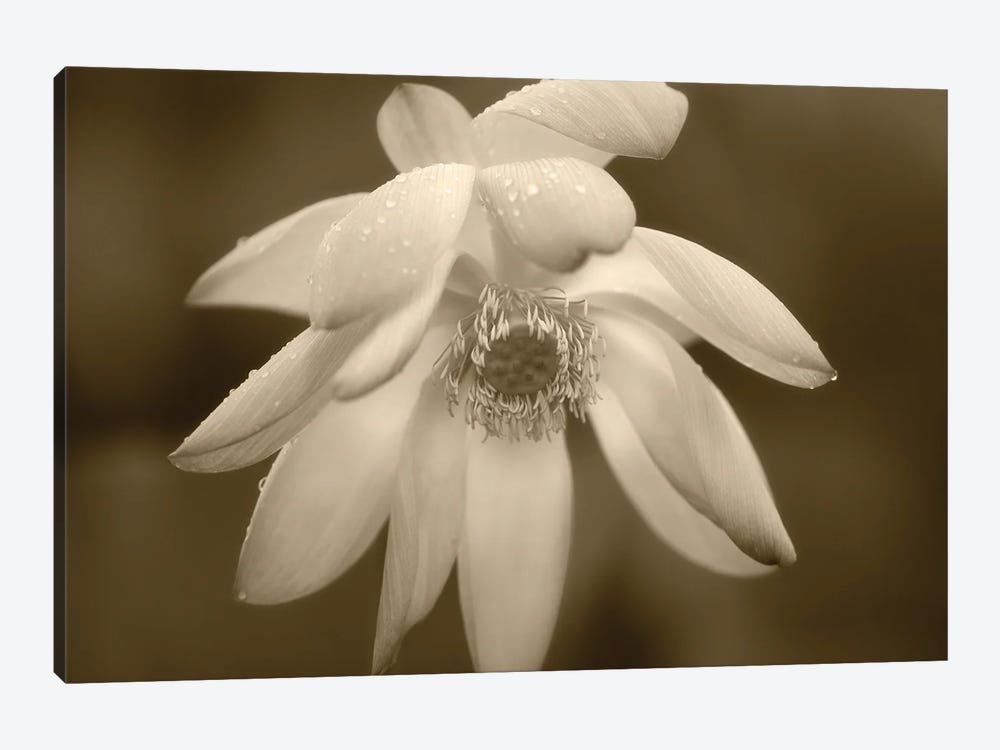 Lily Close Up by Dennis Frates 1-piece Art Print