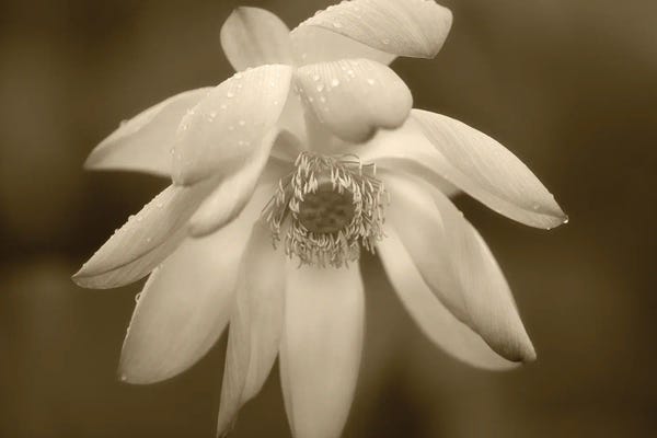Water Lilies: Lily Close Up by Dennis Frates