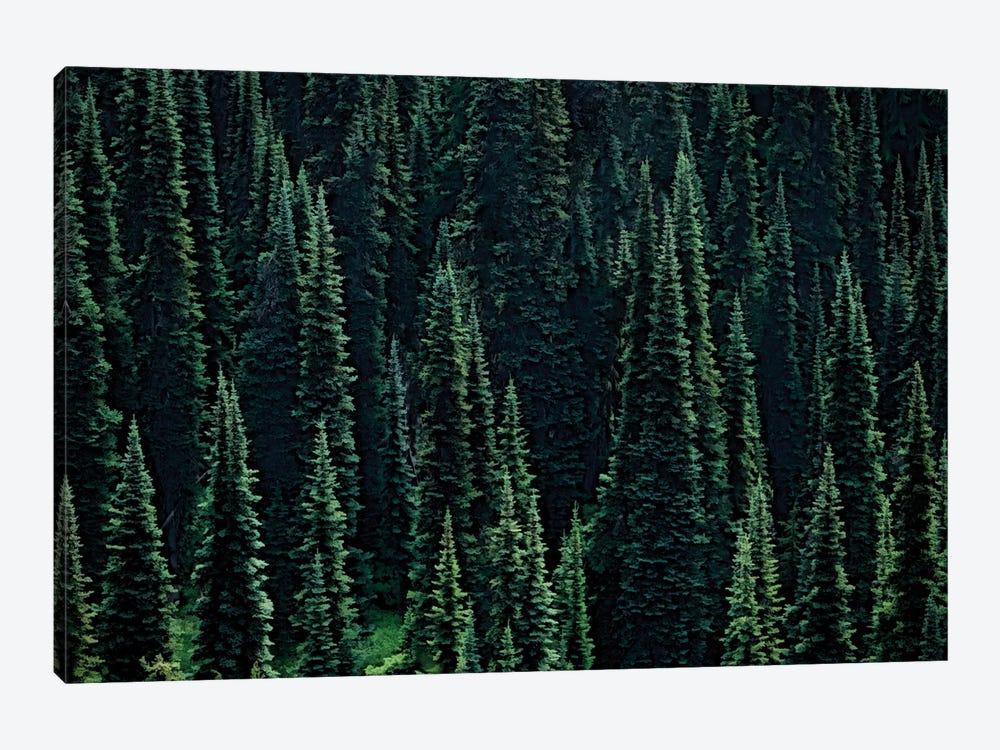Fir Forest by Dennis Frates 1-piece Canvas Wall Art