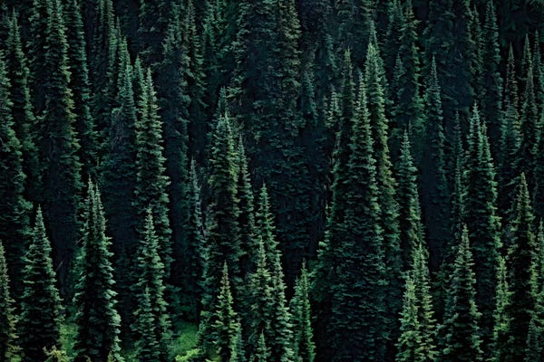 Evergreen Trees: Fir Forest by Dennis Frates
