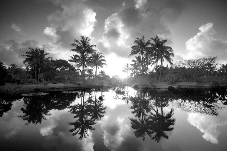 Tropical Pond Sunrise