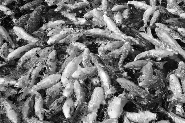 Koi: Koi School by Dennis Frates