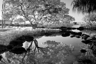 Pond Tree Reflection by Dennis Frates canvas print