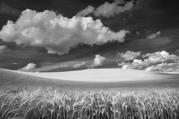 Wheat Field